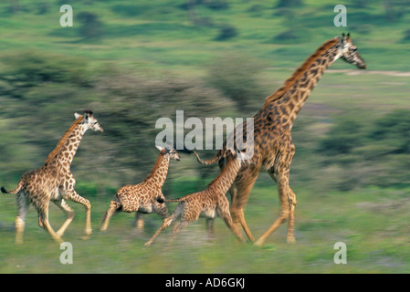 Masai Giraffe in esecuzione (Giraffa camelopardalis) esecuzione di famiglia con bambini, parco nazionale del Serengeti, Tanzania. Foto Stock