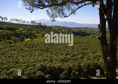 Grande piantagione di caffè sui pendii più bassi vicino al vulcano Poas nella valle centrale e negli altipiani Provincia Costa Rica America Centrale Foto Stock