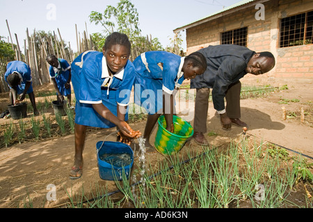 Preside aiuta gli studenti ad acqua cipolle nel giardino della scuola La scuola primaria Berending villaggio a sud della Gambia Foto Stock