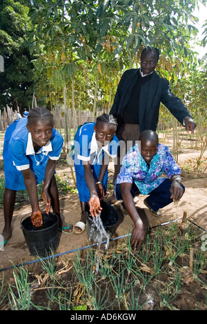 Preside aiuta gli studenti ad acqua cipolle nel giardino della scuola La scuola primaria Berending villaggio a sud della Gambia Foto Stock