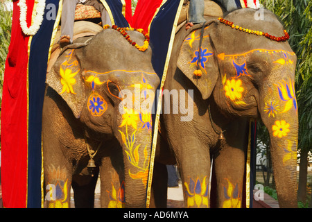 Close-up di due elefanti decorati Foto Stock