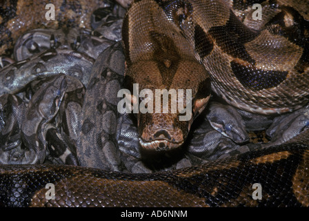 Boa constrictor (Boa constrictor) con giovani nativi vincolato dal Messico al Sud America Foto Stock