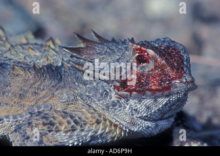 Regal cornuto Lizard Phrynosoma solare Arizona comportamento difensivo Foto Stock