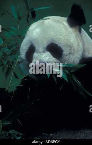 Panda gigante (Ailuropoda melanoleuca) in cattività - specie in via di estinzione Foto Stock