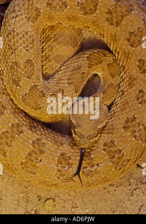 Prairie Rattlesnake Crotalus viridis Colorado avvolto Foto Stock