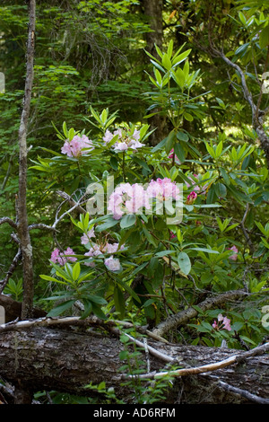 Wild Rhododendron Rhododendron macrophyllum in Oregon Cascades Foto Stock