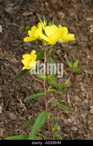 Narrowleaf Enotera Oenothera fruticosa Carolina del Nord Stati Uniti 3 Maggio Onagraceae Foto Stock