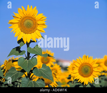 Girasoli Andalusia Spagna Foto Stock