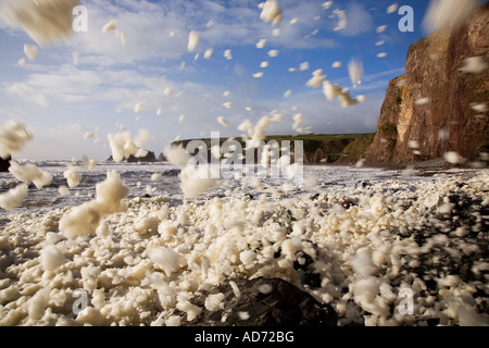 Spazzate dal vento espanso schiumato sulla spiaggia Ballydowane, rame Costa, nella contea di Waterford, Irlanda Foto Stock