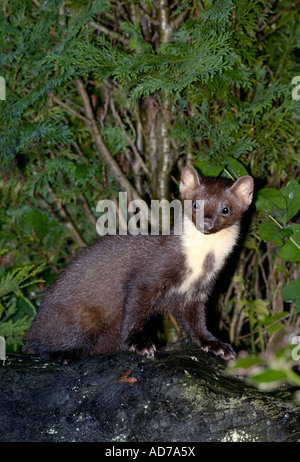 Flash fotografia di una visita notturna per un giardino da una martora in badenoch e strathspey Scozia Scotland Foto Stock