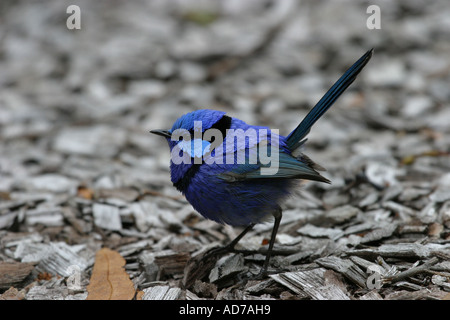 Blu maschio splendida fata Wren nel bel blu plummage stagione riproduttiva rovistando per alimenti Foto Stock