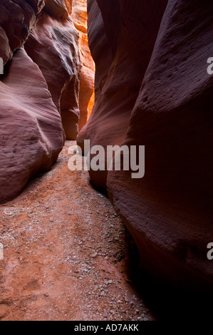 Slot di arenaria Canyon al Gulch Daino Paria Canyon di Vermilion Cliffs Wilderness Utah Foto Stock