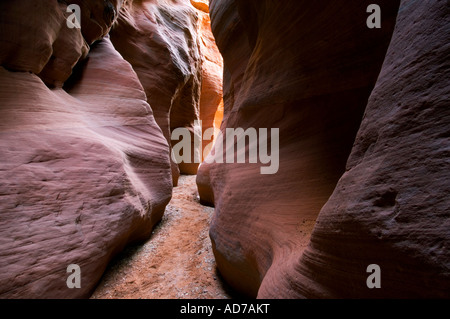 Slot di arenaria Canyon al Gulch Daino Paria Canyon di Vermilion Cliffs Wilderness Utah Foto Stock