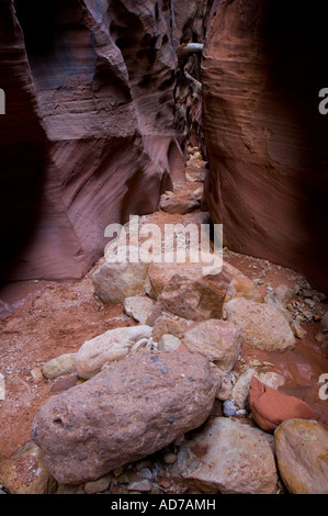 Slot di arenaria Canyon al Gulch Daino Paria Canyon di Vermilion Cliffs Wilderness Utah Foto Stock