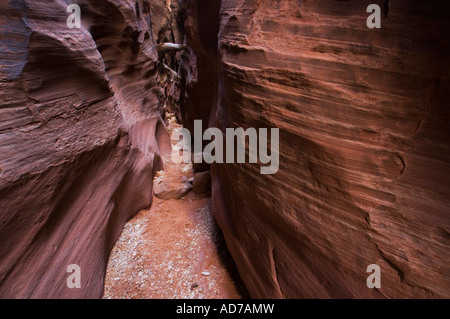 Slot di arenaria Canyon al Gulch Daino Paria Canyon di Vermilion Cliffs Wilderness Utah Foto Stock