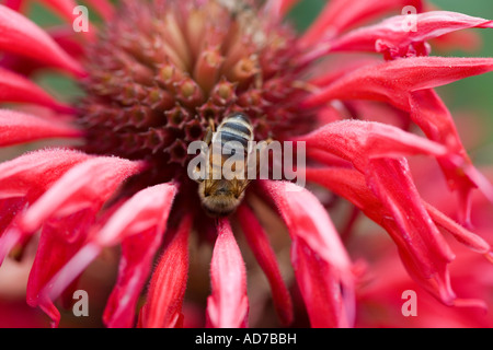 Scarlet Monarda e Bee Foto Stock