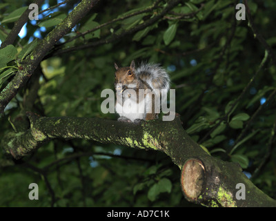 Scoiattolo grigio dadi di mangiare in un albero Bourne Hall Ewell Surrey in Inghilterra Foto Stock