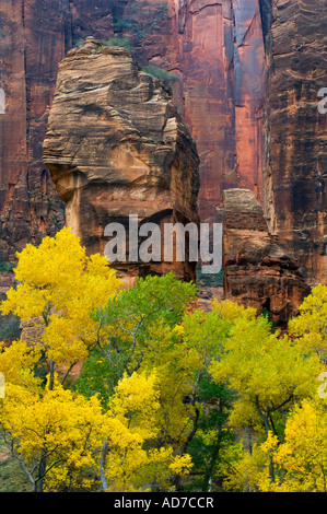 Caduta delle Foglie sugli alberi al di sotto di rocce rosse e il Pulpito Zion Canyon Zion National Park nello Utah Foto Stock