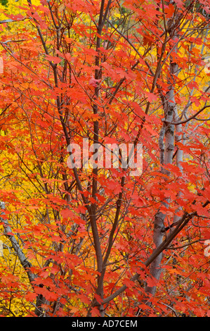 Dettaglio della Caduta delle Foglie sugli alberi in Zion Canyon Zion National Park nello Utah Foto Stock
