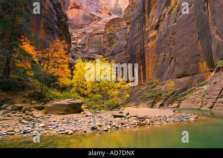 I colori dell'autunno sugli alberi nel fiume vergine si restringe Zion National Park nello Utah Foto Stock