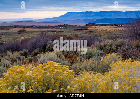 Affacciato ad alto altopiano deserto dell'Kolob inferiore Terrazza vicino Zion National Park nello Utah Foto Stock