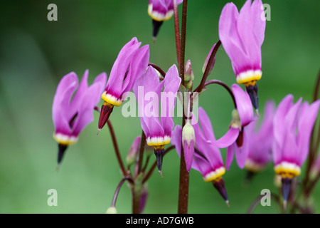 Shooting Star American cowslip capo indiano teste Gallo Johnny jump orgoglio di Ohio Dodecatheon meadia Germania Foto Stock