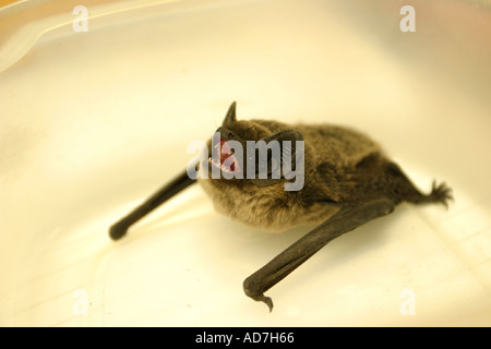 Bat pipistrelle pipistrellus Foto Stock