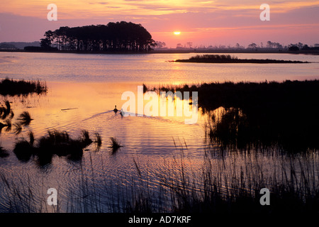 Black Duck piscina, sunrise colorato paesaggio con anatre Nuoto Il laghetto e isola di albero in background Foto Stock