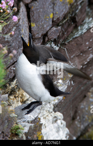 Razorbill Alca torda con pulcino sulla sporgenza di roccia con le ali e la testa in alto cercando alert Skokholm island Foto Stock