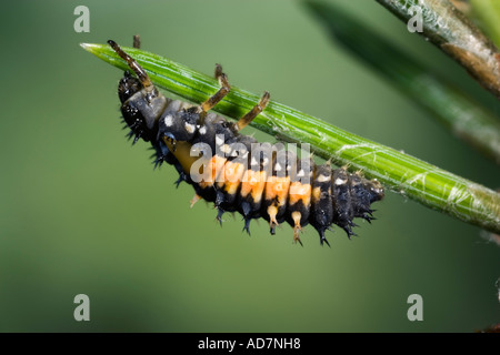 Harlequin Ladybird Harmonia axyridis larve sul pine con bella fuori fuoco sfondo Bedforshire Potton Foto Stock