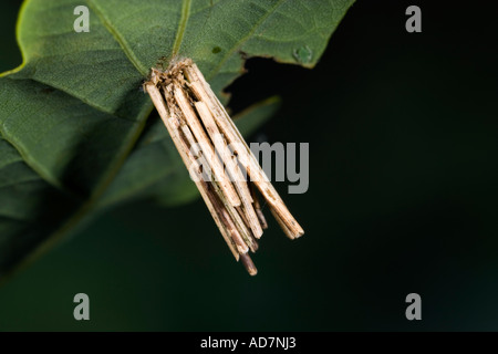 Psyche casta caso larvale su foglie di quercia con bello sfondo disinnescare potton bedfordshire Foto Stock