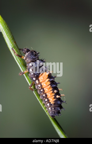 Harlequin Ladybird Harmonia axyridis larva su pine Potton Bedfordshire Foto Stock