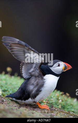 Puffin Fratercula arctica con alette aperte cercando di alert su banca erbosa con un bel buio fuori fuoco skokholm sfondo Foto Stock