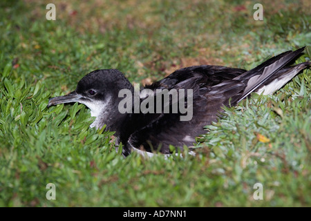 Manx shearwater Puffinus puffinus seduta sul terreno di notte skokholm Foto Stock