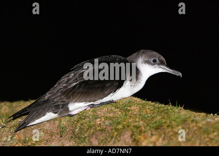 Manx shearwater Puffinus puffinus seduta sul terreno con sfondo scuro skokholm island Foto Stock