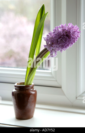 Unico giacinto rosa in marrone vaso in ceramica sul davanzale nella parte anteriore della finestra Foto Stock