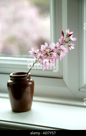 Rosa fiori di ciliegio in marrone vaso in ceramica sul davanzale nella parte anteriore della finestra Foto Stock