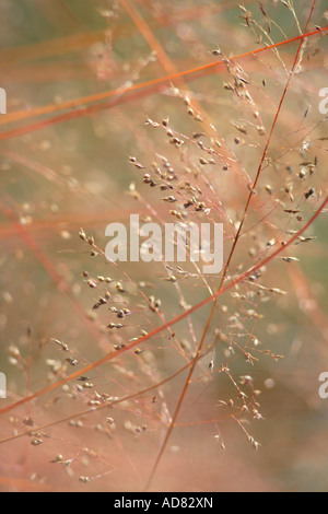 Prateria di erba in autunno dropseed settentrionale sporobolus heterolepis illinois prairie Foto Stock