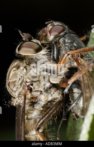 Macro estreme di un ladro volare alimentare sulla sua preda di una carne fly Foto Stock
