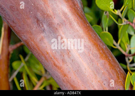 Punto Manzanita foglia Arctostaphylos pungens Santa Rita Montagne Tucson in Arizona Stati Uniti 2 marzo Ericaceae Foto Stock