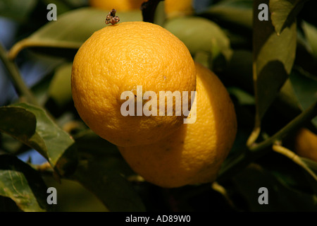 Citrone limone (Citrus limon) Citrone LIMONE (Citrus limon) Citrus limon Villa Borghese Roma Rom Italien Italia - Lemon Tree Foto Stock