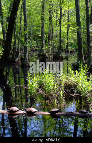 Ventre giallo cursore tartarughe crogiolarsi sul tronco di albero nella luce del sole al primo sbarco del Parco Statale Virginia Beach, Stati Uniti d'America Foto Stock