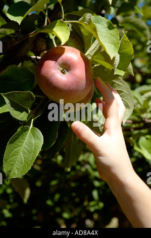Una mano raccoglie un ripe rosso mela da un albero Foto Stock