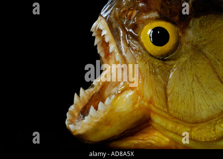 Piranha con la bocca aperta che mostra i denti contro lo sfondo nero