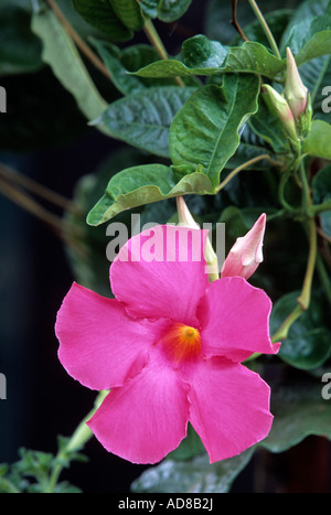 Dettaglio della MANDEVILLA fiore nel giardino del Minnesota. Metà dell'estate. Foto Stock