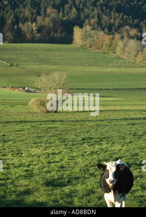 Mucca in pascolo verde Foto Stock