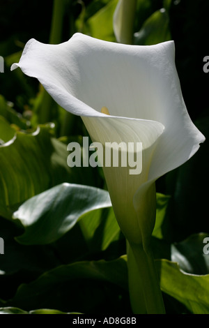 Una singola calla lily flower si dispiega in un luminoso pomeriggio di sole nessun pistillo mostra Achill Island County Mayo Irlanda Foto Stock