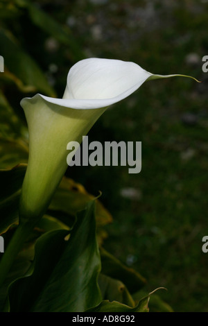 Un unico verde e bianco fiore di giglio preso da dietro con uno sfondo scuro Achill Island County Mayo Irlanda Foto Stock