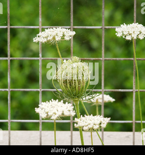 Mucca di prezzemolo e una griglia su un ponte autostradale Foto Stock