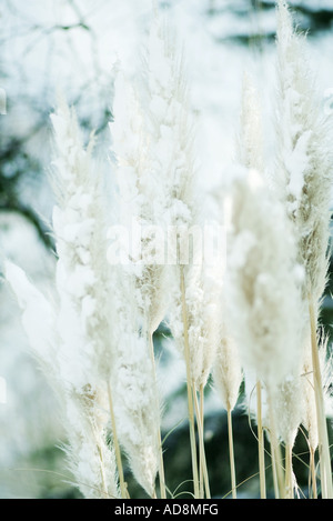 Coperte di neve pampas ciuffi di erba Foto Stock